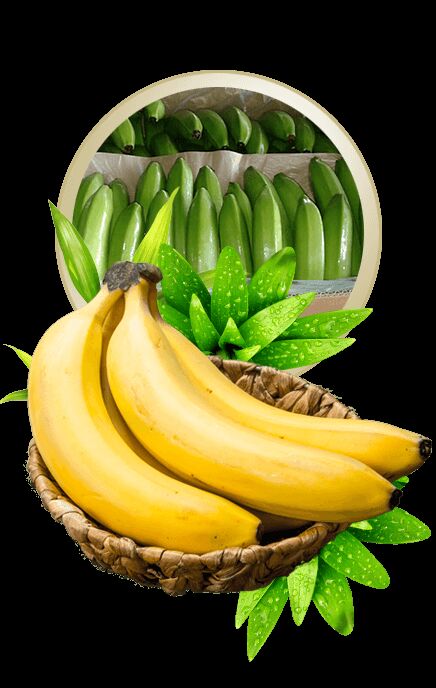 Banano Cavendish