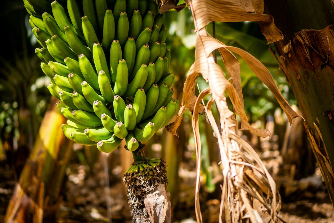Fincas bananeras