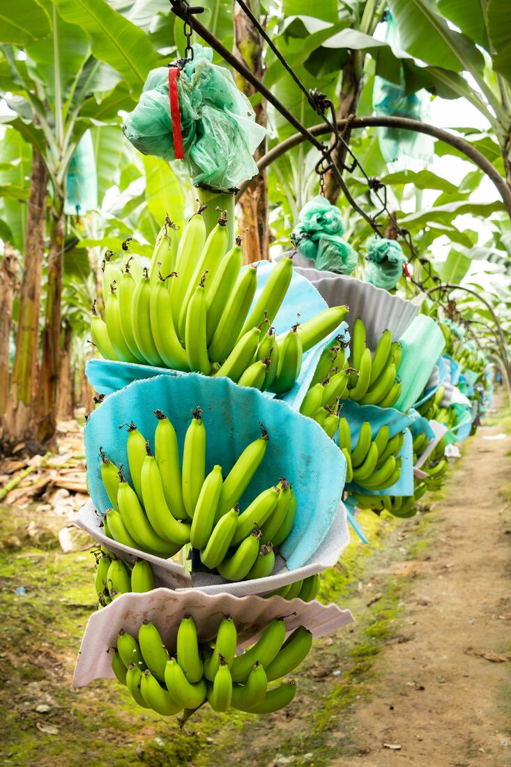Contenedores reefer