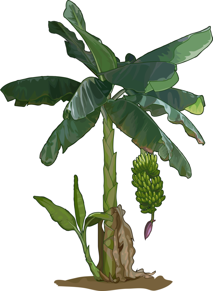 Planta de banano